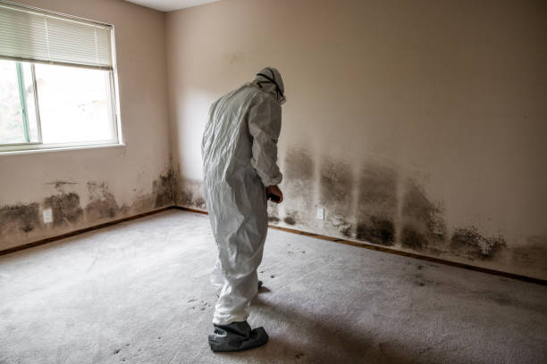 Crawl Space Mold Removal in Pleasant View, UT